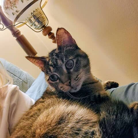 Tabitha -Sweet Tea