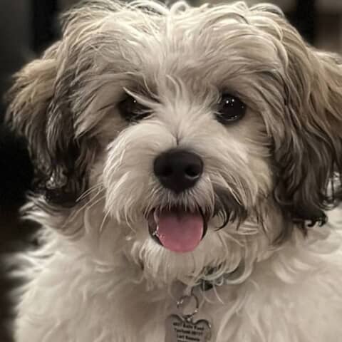 Teddy