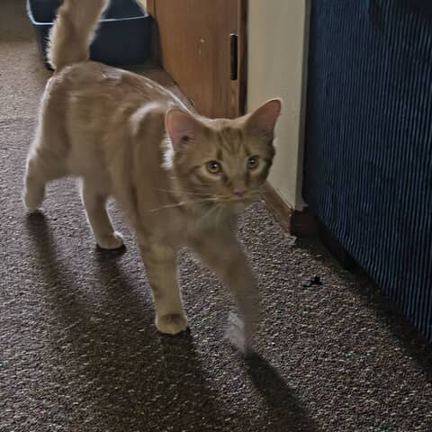 Chester