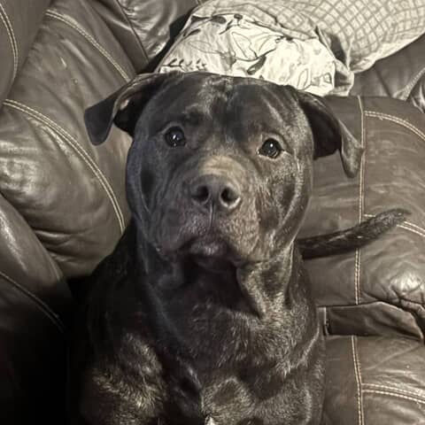 Boss