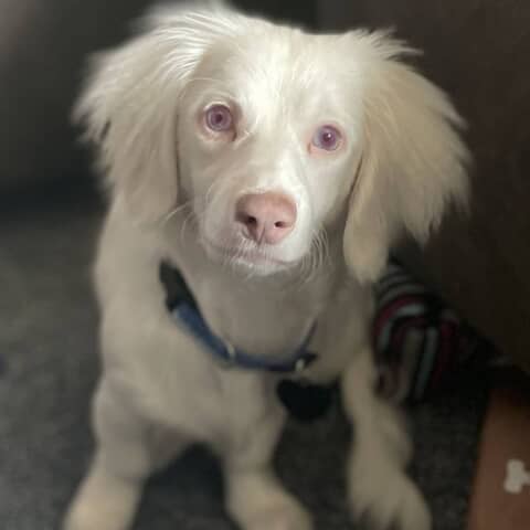 Falkor