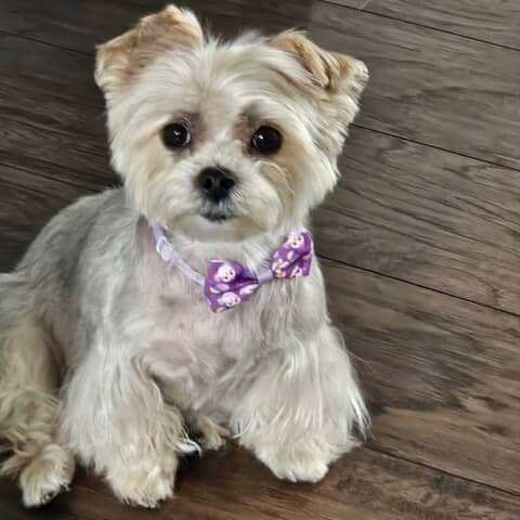 Lulu