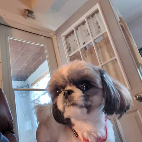 Dolly Jolene