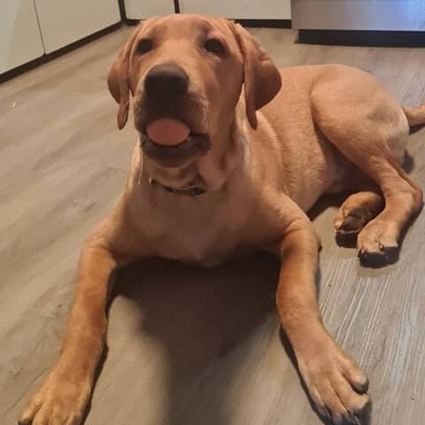 Nacho