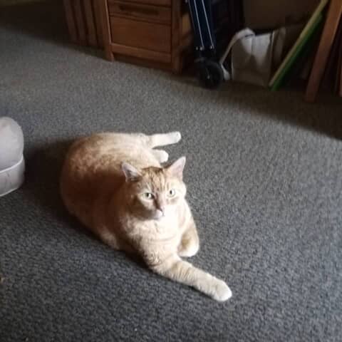 Buddy