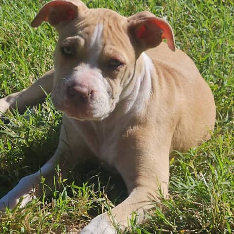 Athena