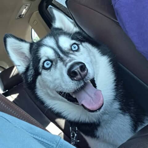 Blu