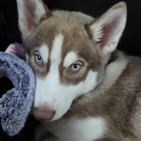 Krypto