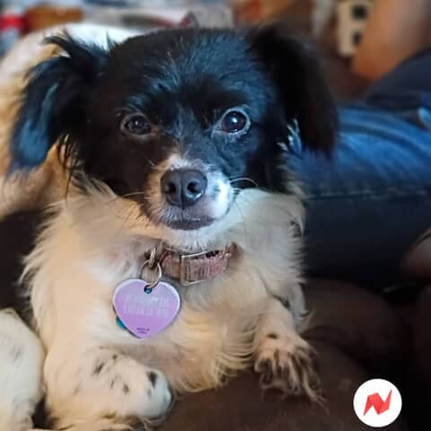 Josie