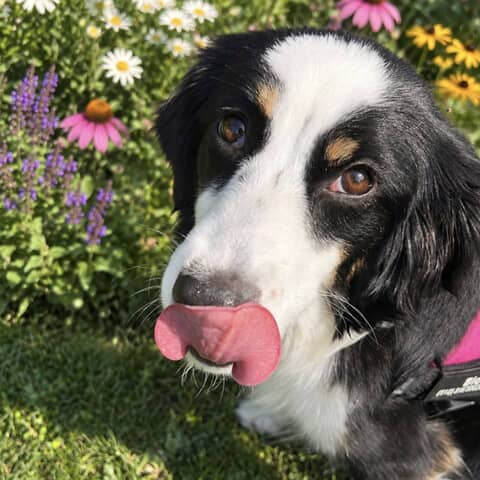 Blossom