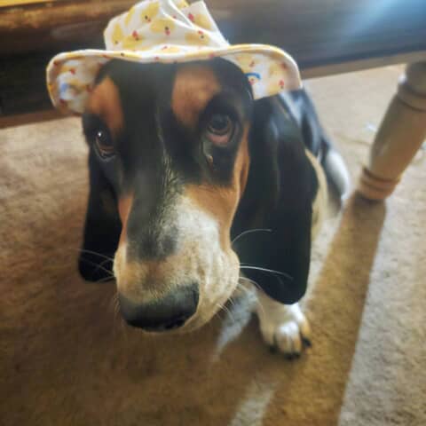 SADIE