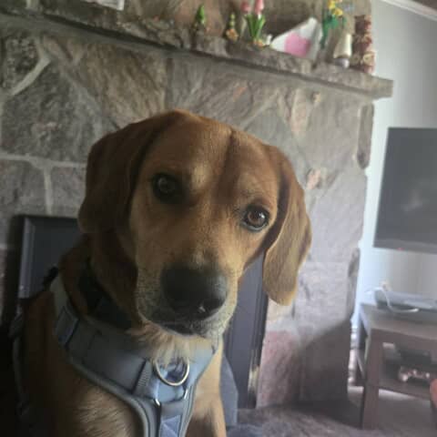 Pippin