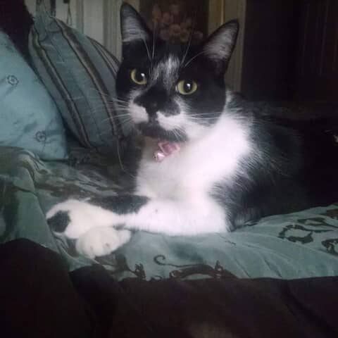 Mollie