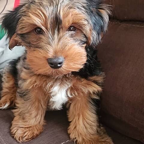 Murph