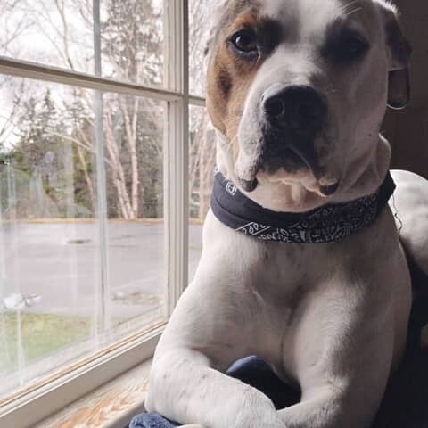 Baxter