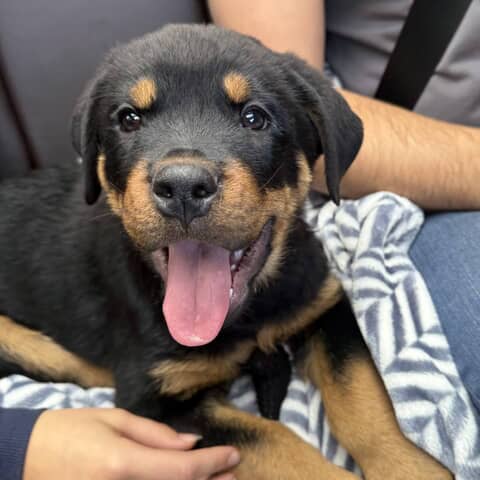 Duke