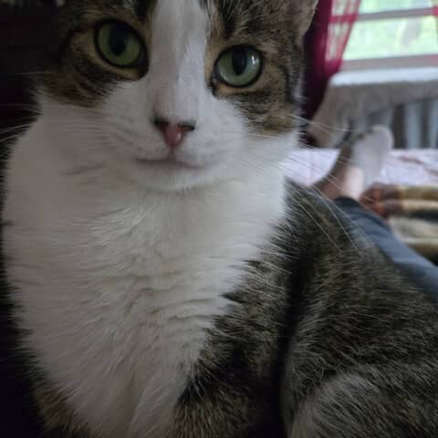 Buddy