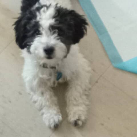 Pepper