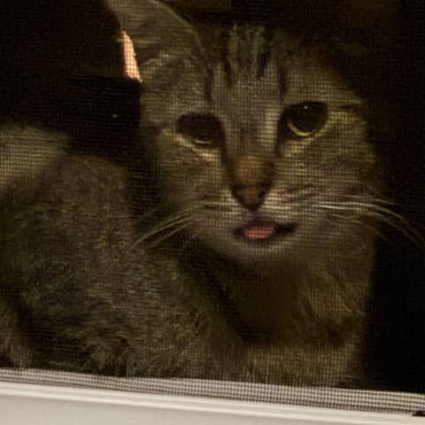 Misky