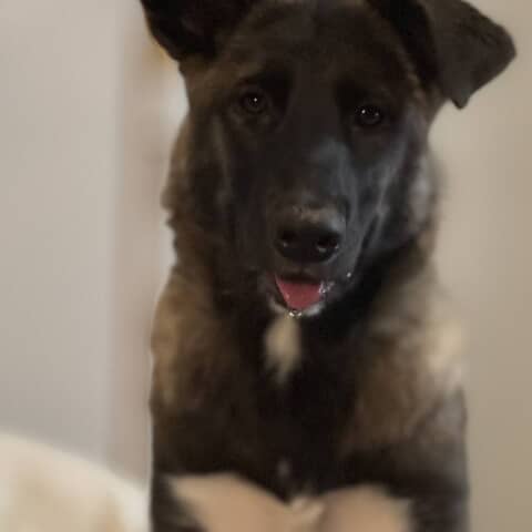 Kaya