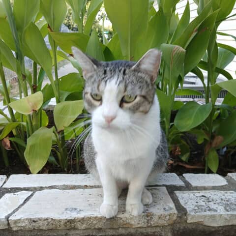 Bigboy