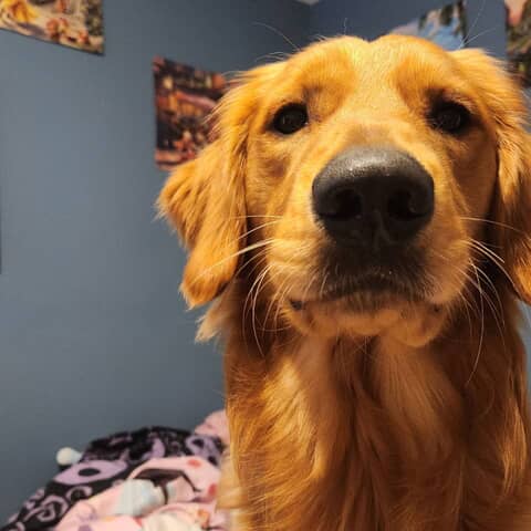 Simba
