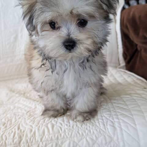 Gus