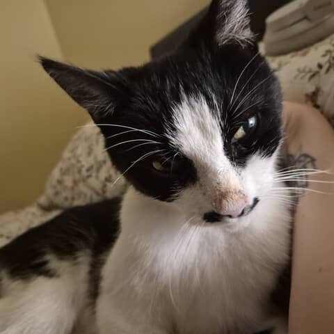 Pj