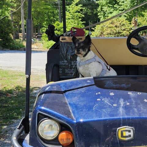 Scooter Pooter