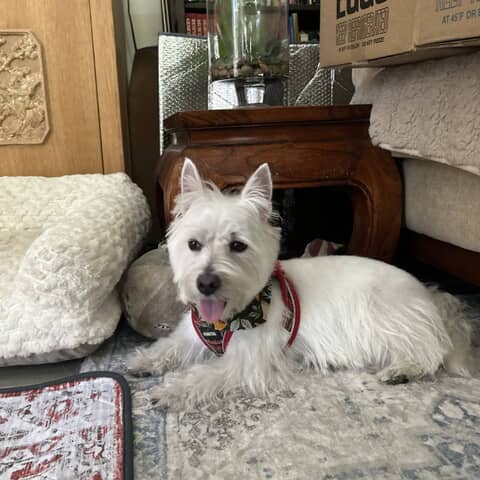 Lola
