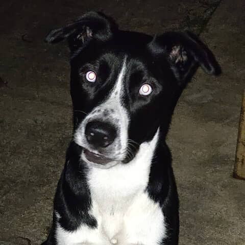 Kaiser
