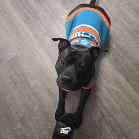 Sammy