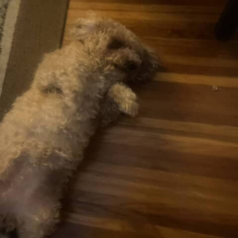 Lilli