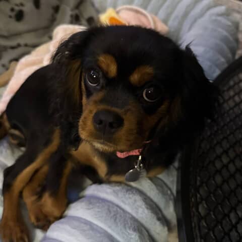 Pippa