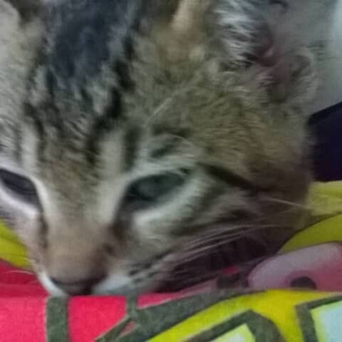 Gizmo