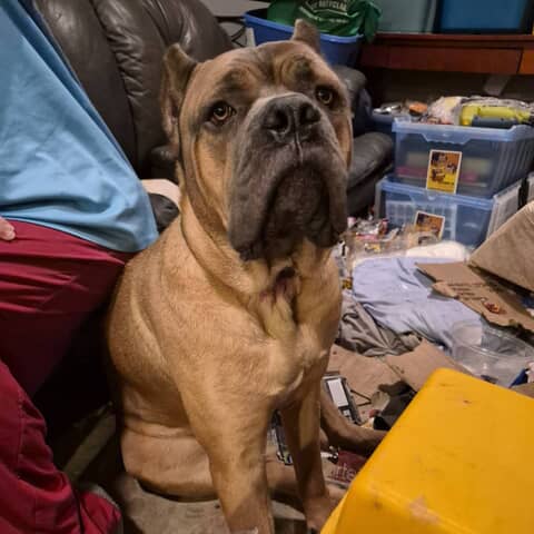Bruno