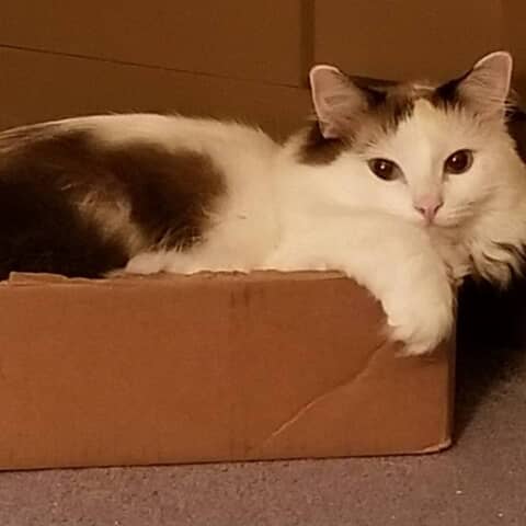 Marshmellow