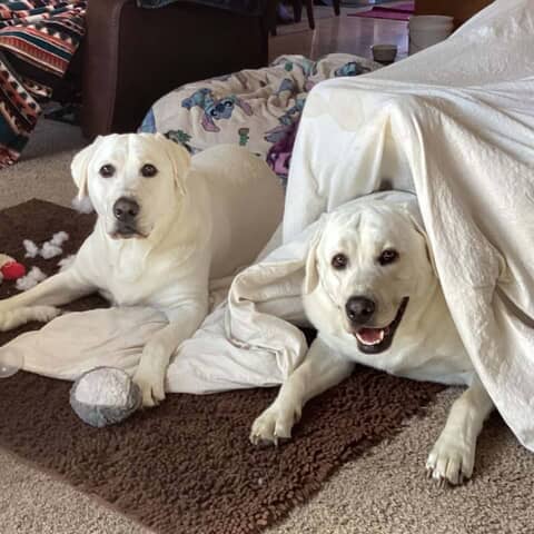 Charlie &Samson