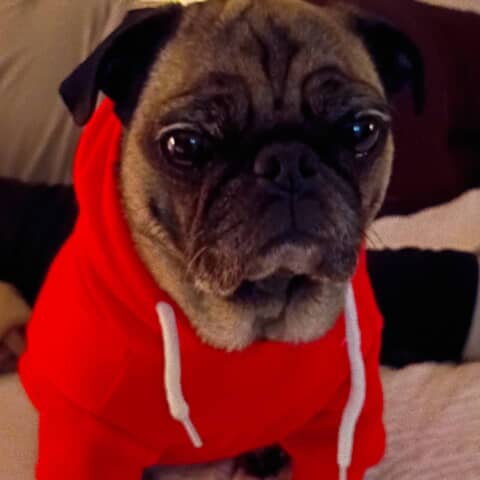 Puggy