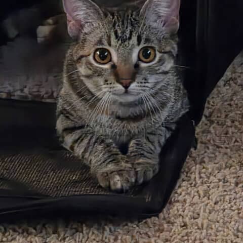 Tabby