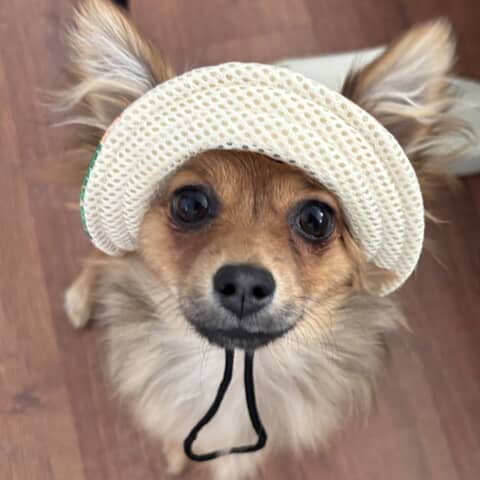 Teddy