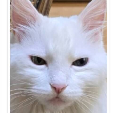 Cuto