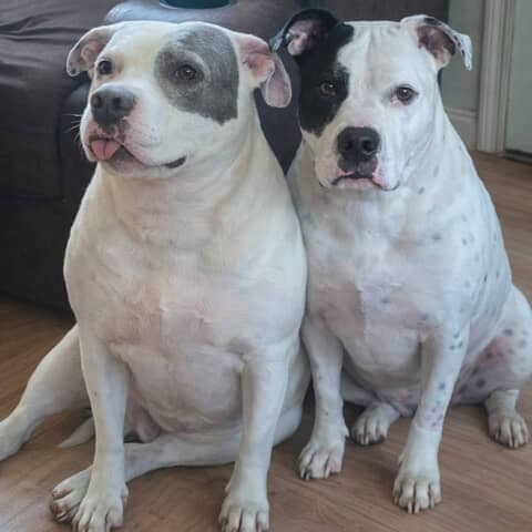 Bonnie/Clyde