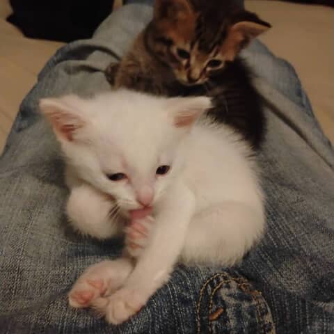 Mischief