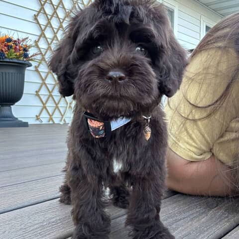 Louie