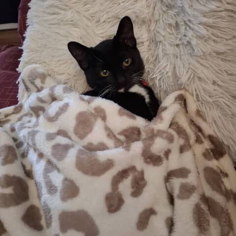 Bella Oreo Bader