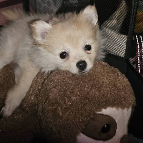 Roxie
