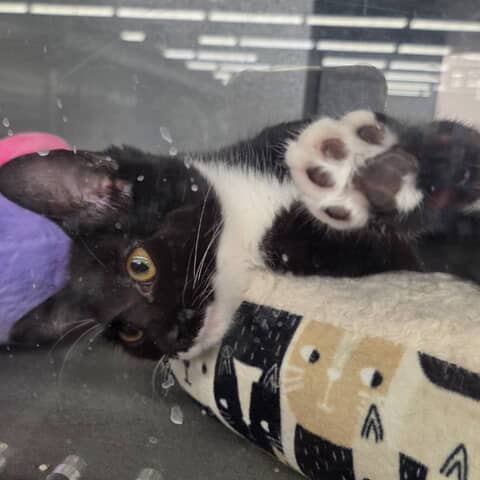 Rescue cats