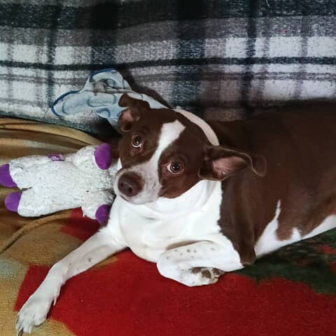 Sadie
