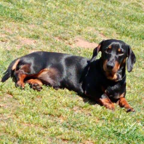 Sparky